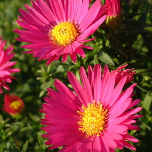 ASTER dumosus 'Anneke' 3L