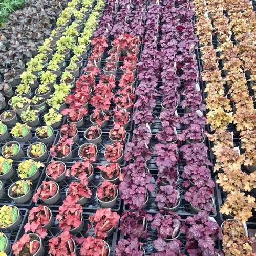 HEUCHERA Mixed varieties 1L