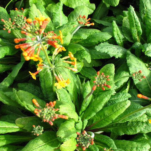 Primula 'Bulleyana' 1L