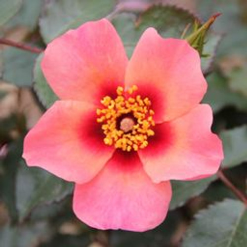 Bush Rose 'For Your Eyes Only' 5L