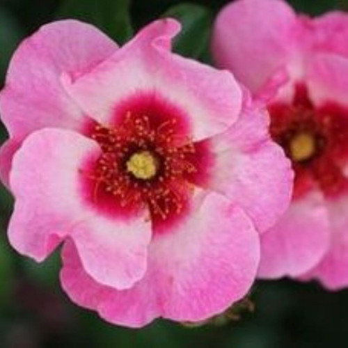 Bush Rose 'Bright As A Button' 5L