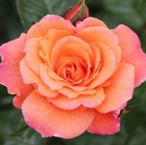 Climbing Rose 'Scent From Heaven' 5L