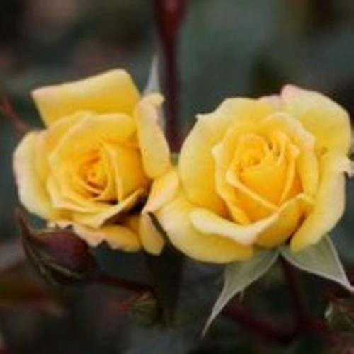 Climbing Rose 'Laura Ford' 5L