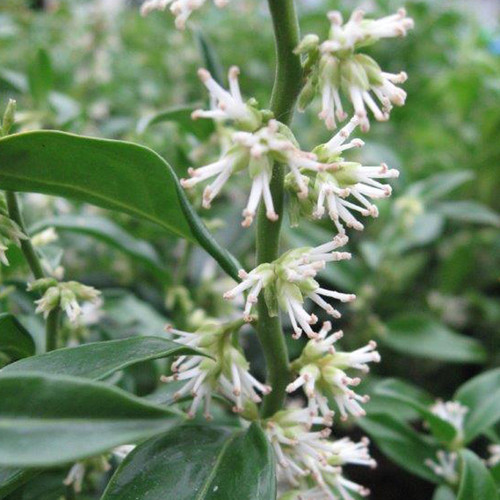 Sarcococca 21cm Confusa