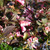 Weigela florida 'Foliis Purpurea' 4L