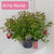 Fuchsia 'Army Nurse' Hardy Variety 3Ltr