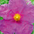 Cistus pulverulentus 'Sunset' 4L