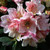 Rhododendron 'Wee Bee' 3L