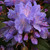 Rhododendron 'Blue Tit' 3L