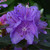 Rhododendron 'Purple Gem' 3L