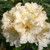 Rhododendron 'Horizon Monarch' 7.5L