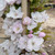 Prunus `Amanogawa' 15L