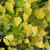 Betula Pendula `Golden Beauty' 15L