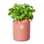 Elho Bouncy Basil - Toffee Terra