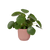 Elho Vibes Fold Round - Delicate Pink 30cm
