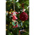 Glass Elf Tree Decoration