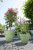Elho Vibia Campana Round 30cm - Pistachio Green