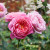 English Rose 'Emma Bridgewater' 6L