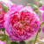 English Rose 'Emma Bridgewater' 6L