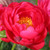 Paeonia Ellen Cowley 4L/21cm