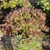 Paeonia Pastel Splendour 4L/21cm