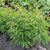 Paeonia Serene Pastel 4L/21cm