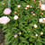 Paeonia Nancy Nora 4L/21cm