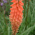 Kniphofia 'Flamenco' 3L