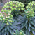 Euphorbia 'Black Pearl' 3L