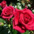 Bush Rose 'Lovestruck' 5L