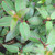 Fuchsia 'Lady Thumb' 3L