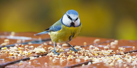 Shop | The Bird Nerd Cafe