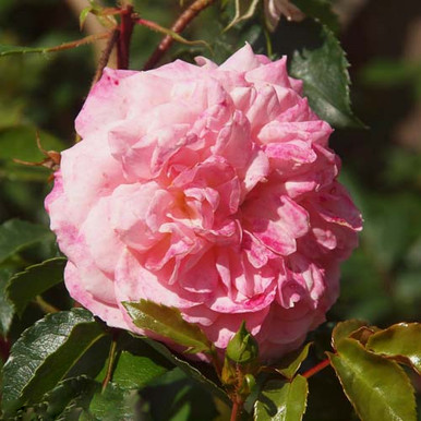 Pitoraize Rouses Climbing Rose 'Piroutte' 5L