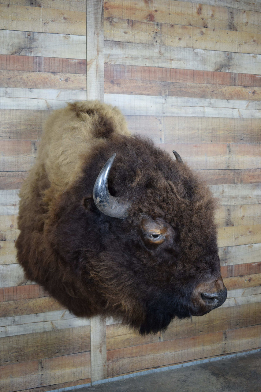 Buffalo Hides & Mounts