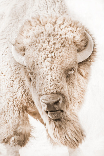Winter Wall Art