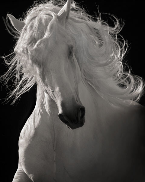 Horse Art