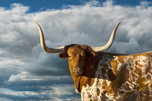 Cow Art