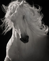 Horse Art