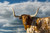 Texas Longhorn by Robert Dawson