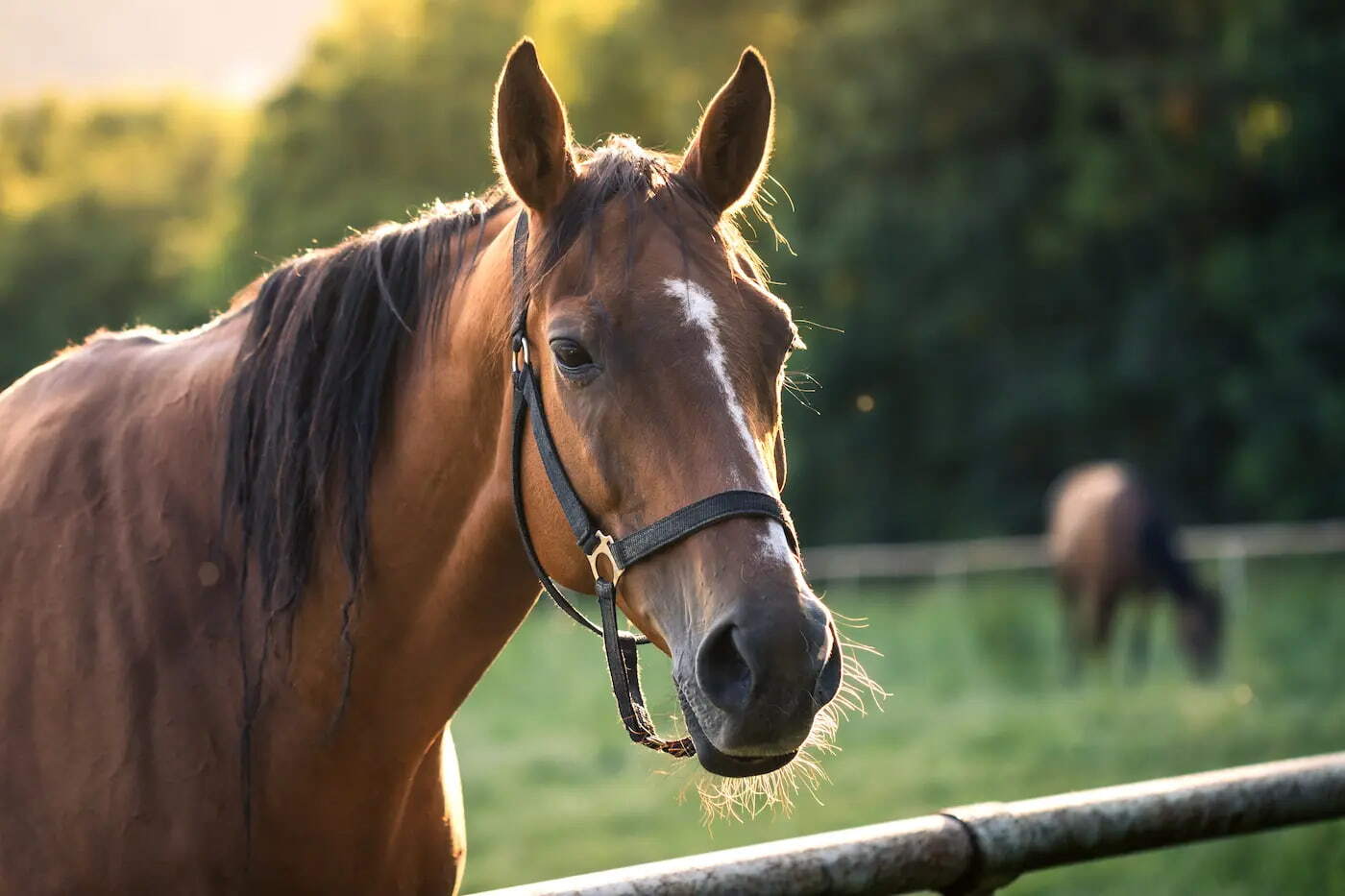 //cdn11.bigcommerce.com/s-c1lqpw/images/stencil/original/image-manager/horse-green-background.jpg?t=1785109387