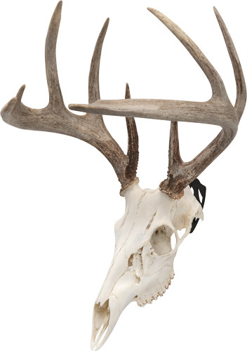 Allen Company EZ MOUNT SKULL PEG 3-PACK Deer/antelope