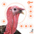 Allen Company EZ AIM Turkey Target 6-PK 12"X12" 4 COLOR Pattereng
