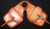 Horn Bags - Double DHB-131