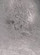 Silver Leaf