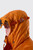 C.P. Company Medium Jacket in Opal Russet Orange