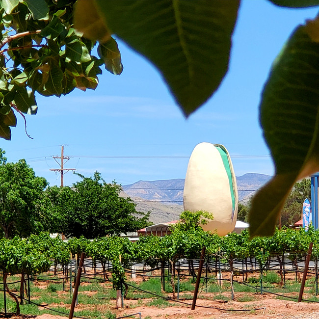 What Makes PistachioLand Unique?