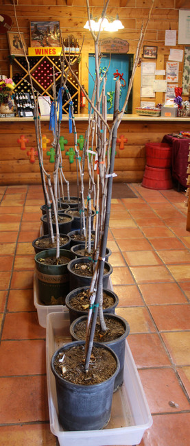 Plant your own pistachio trees- For Sale now