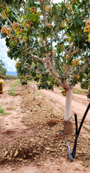 PistachioLand: Sustainable Farming Practices