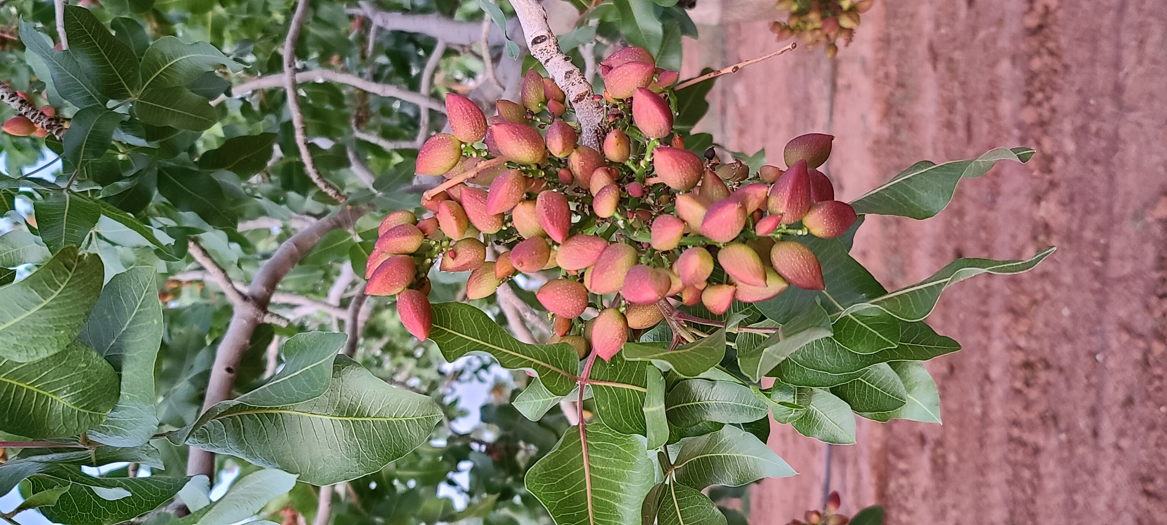 Pistachio Kernels (No Shell) - PistachioLand: Home of the World's