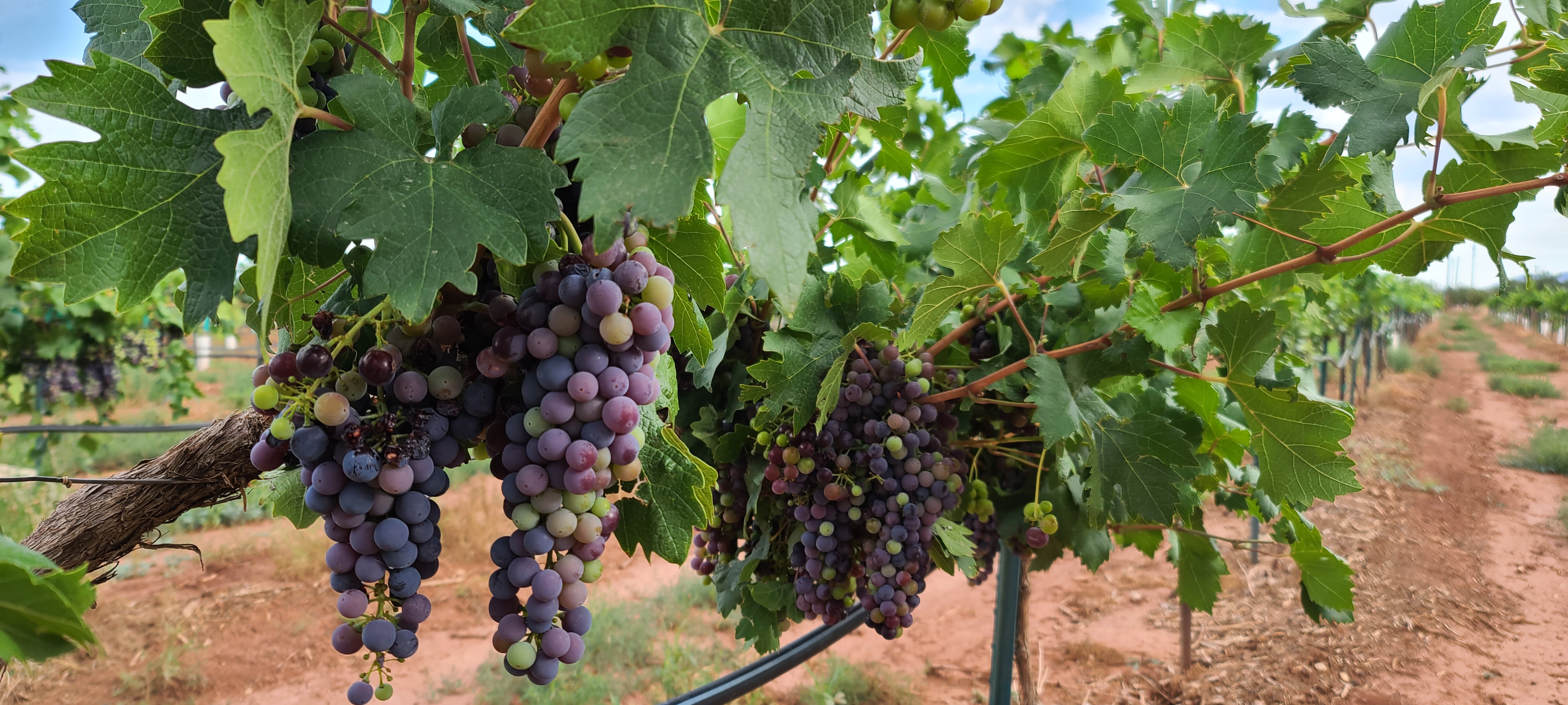 20230714-081116-grapes.jpg